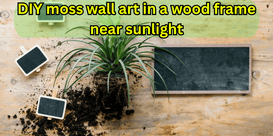 DIY-moss-wall-art-in-a-wood-frame-near-sunlight